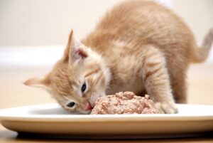 Как выбрать лучший влажный корм для котят?