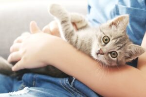 Токсоплазмоз у кошек: как распознать болезнь и защитить питомца и себя