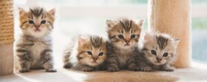 Как кормить котят без мамы? Полное руководство